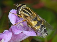 Helophilus trivittatus #08870 : Helophilus trivittatus, Citroenpendelvlieg